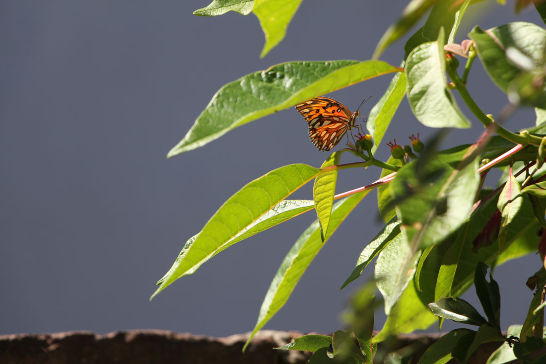 Ley Nacional de Cambio Climático